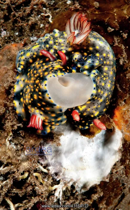 : Nudibranch : Nudibranch