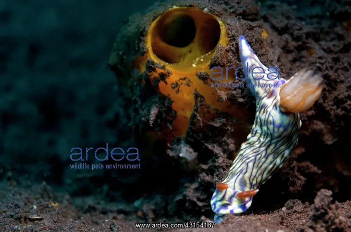 : Nudibranch : Nudibranch