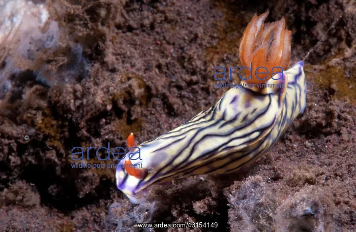 : Nudibranch : Nudibranch