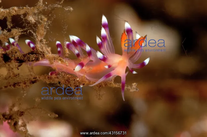: Nudibranch : Nudibranch
