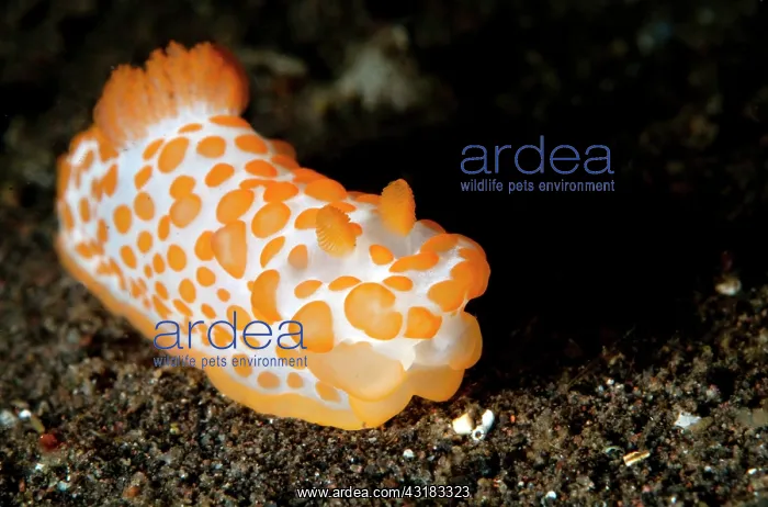 : Nudibranch : Nudibranch