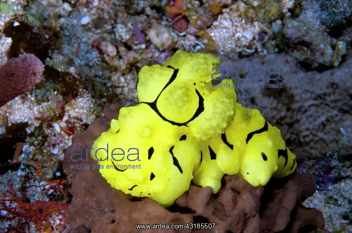 : Nudibranch : Nudibranch
