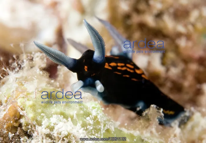 : Nudibranch : Nudibranch