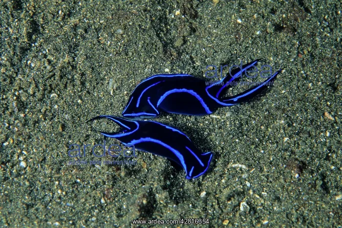 : Nudibranch, Chelidonura varians, Witu Islands, West New Brit : Nudibranch, Chelidonura varians, Witu Islands, West New Brit