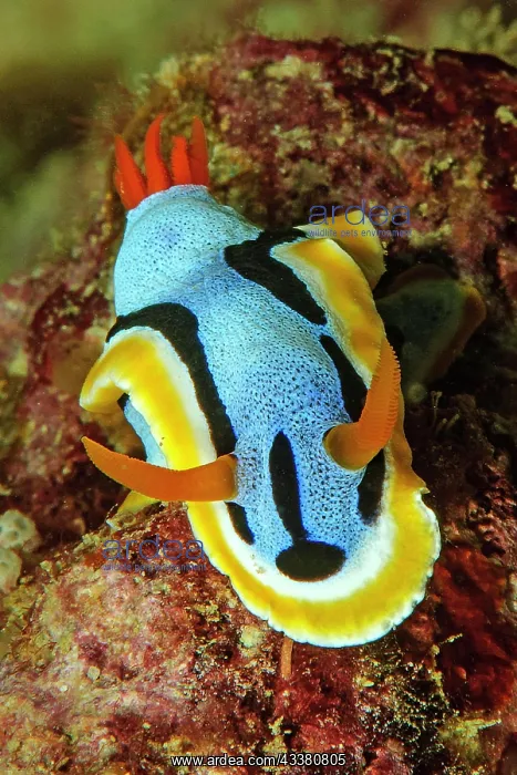 : Nudibranch (Chromodoris annae) with extended long a : Nudibranch (Chromodoris annae) with extended long a