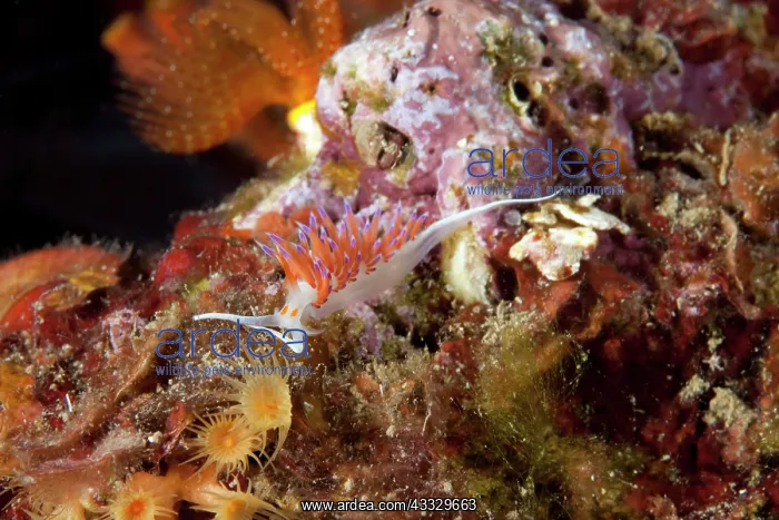 : Nudibranch, Cratena peregrina, Ischia Island, Italy, Tyrrhen : Nudibranch, Cratena peregrina, Ischia Island, Italy, Tyrrhen