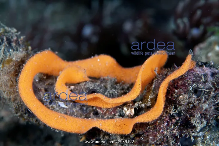 : Nudibranch eggs : Nudibranch eggs