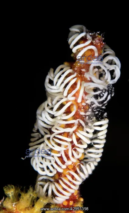  : Nudibranch Eggs