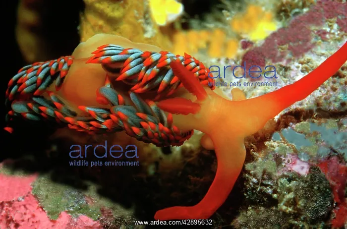 : Nudibranch - Endemic to North Western Australia : Nudibranch - Endemic to North Western Australia