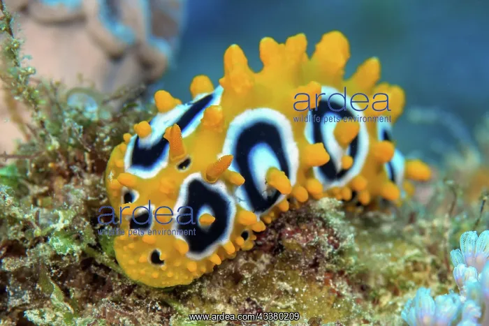 : Nudibranch Eye-spotted warty snail (Phyllidia oc : Nudibranch Eye-spotted warty snail (Phyllidia oc