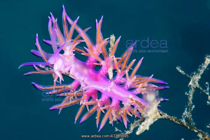 : Nudibranch, Flabellina ischitana, Marine Protected area Punt : Nudibranch, Flabellina ischitana, Marine Protected area Punt