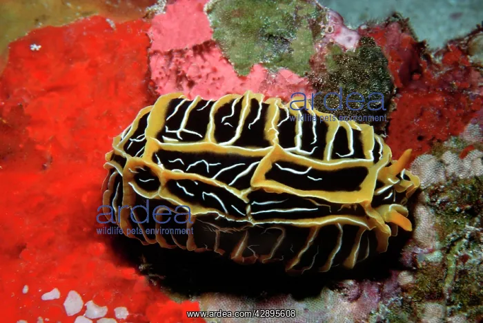 : Nudibranch - gliding over colourful sponge garden : Nudibranch - gliding over colourful sponge garden