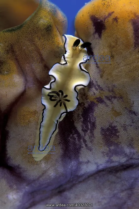 : Nudibranch, Glossodoris atromarginata, on a tunicate, Polyca : Nudibranch, Glossodoris atromarginata, on a tunicate, Polyca