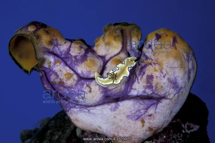  : Nudibranch, Glossodoris atromarginata, on a tunicate, Polyca