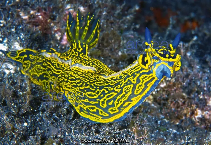 : Nudibranch (Hypselodoris picta webbi). Tenerife : Nudibranch (Hypselodoris picta webbi). Tenerife