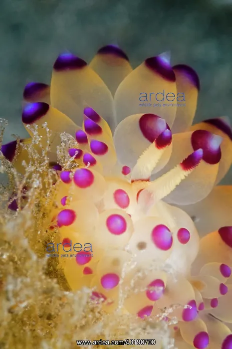 : detail of a Nudibranch (Janolus sp1) : detail of a Nudibranch (Janolus sp1)