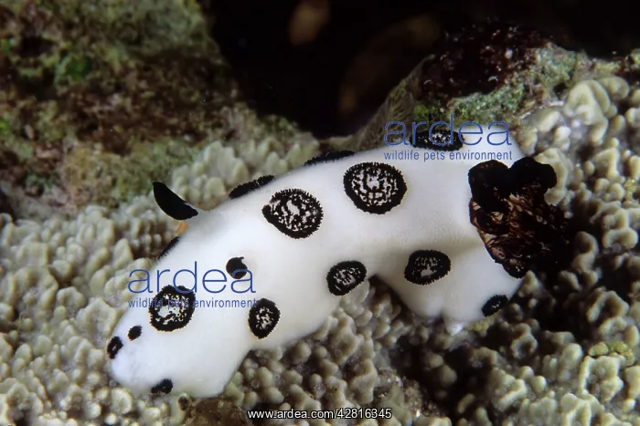 : Nudibranch, Jorunna funebris, Walindi, West New Britain, Pap : Nudibranch, Jorunna funebris, Walindi, West New Britain, Pap