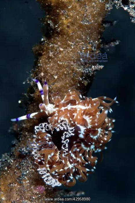 : Nudibranch - laying eggs : Nudibranch - laying eggs