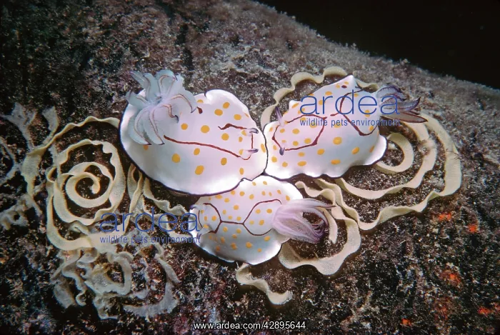  : Nudibranch - Laying eggs on a destroyed oil rig at 35meters