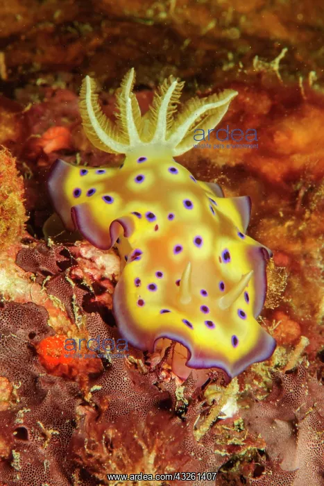 : Nudibranch Magnificent star snail (Chromodoris kuniei) : Nudibranch Magnificent star snail (Chromodoris kuniei)