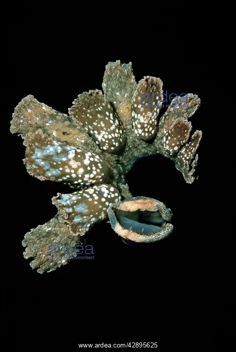 : Nudibranch - Melibe has a huge mouth (bottom right) : Nudibranch - Melibe has a huge mouth (bottom right)