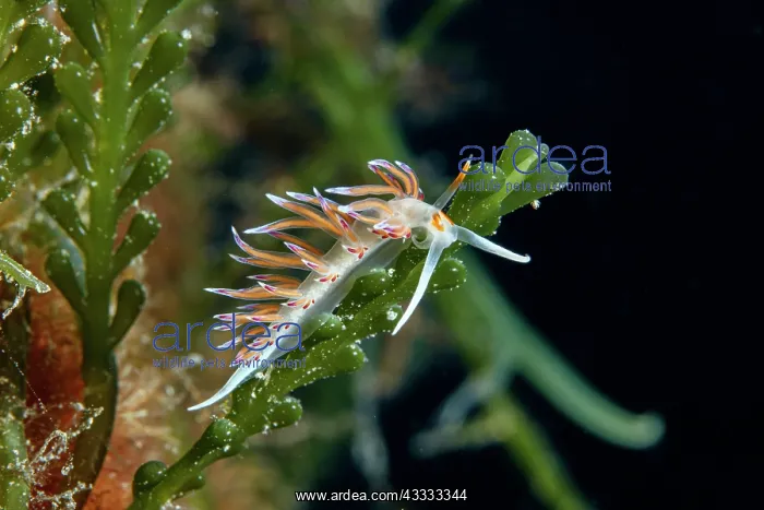  : Nudibranch pilgrim hervia (Cratena peregrina), V