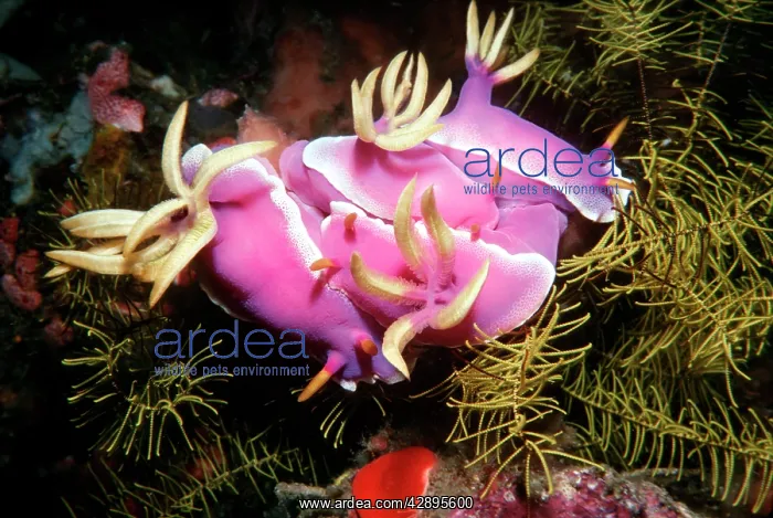 : Nudibranch - Pink Nudibranchs in a group mating bunch : Nudibranch - Pink Nudibranchs in a group mating bunch
