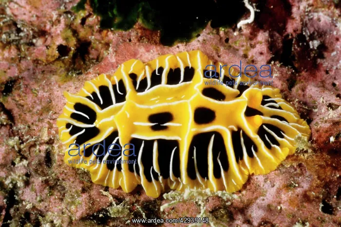 : A nudibranch or sea slug : A nudibranch or sea slug