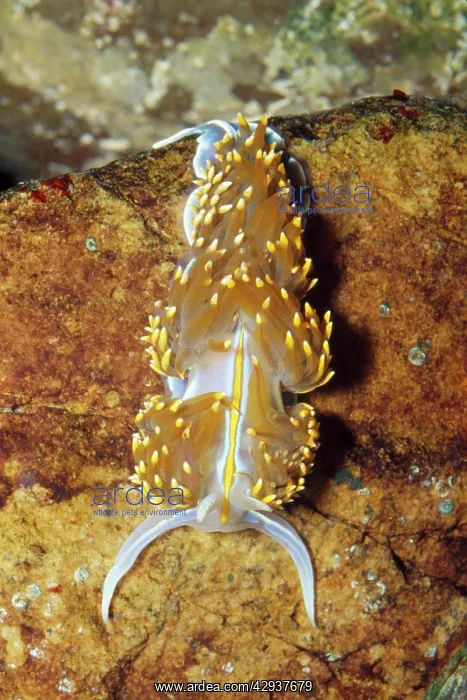 : NUDIBRANCH / Sea Slug : NUDIBRANCH / Sea Slug