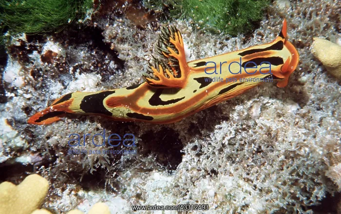 : NUDIBRANCH / Sea Slug : NUDIBRANCH / Sea Slug