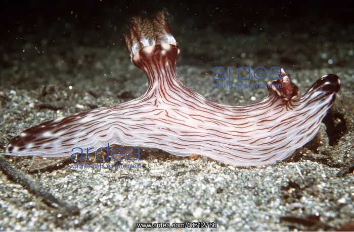 : Nudibranch / Sea Slug : Nudibranch / Sea Slug