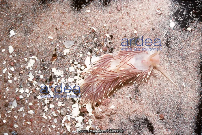 : Nudibranch / Sea Slug : Nudibranch / Sea Slug