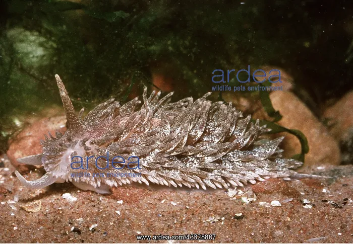  : Nudibranch  /  sea slug