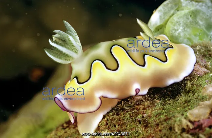 : Nudibranch (sea slug) (Chromodoris coil) Unlike : Nudibranch (sea slug) (Chromodoris coil) Unlike