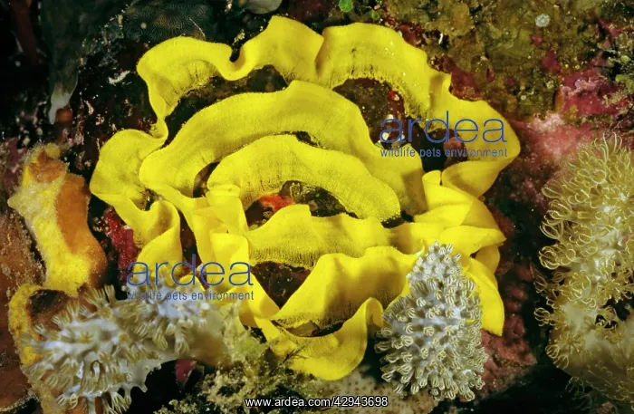 : Nudibranch (Sea slug) egg ribbon. Like the animal : Nudibranch (Sea slug) egg ribbon. Like the animal