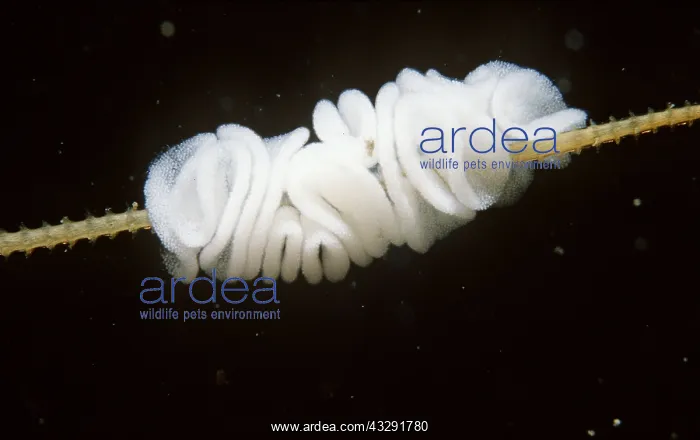 : NUDIBRANCH / Sea Slug - eggs on food hydroid : NUDIBRANCH / Sea Slug - eggs on food hydroid