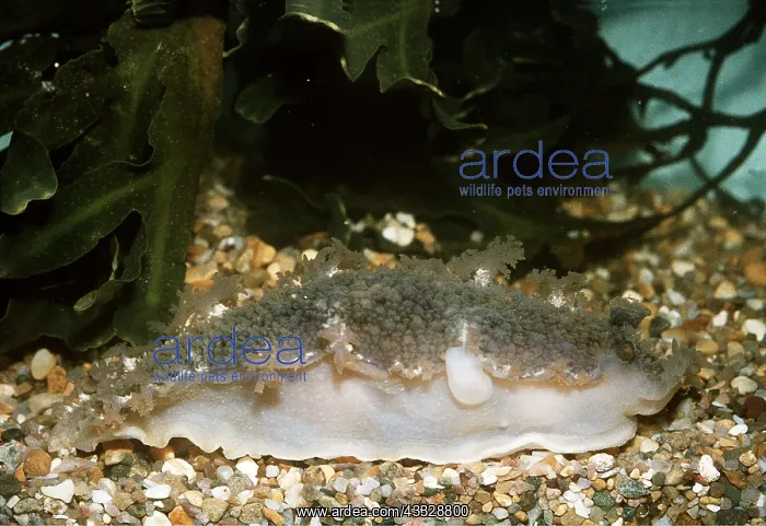 : NUDIBRANCH / Sea Slug - largest British feeds on Alcyonaria : NUDIBRANCH / Sea Slug - largest British feeds on Alcyonaria