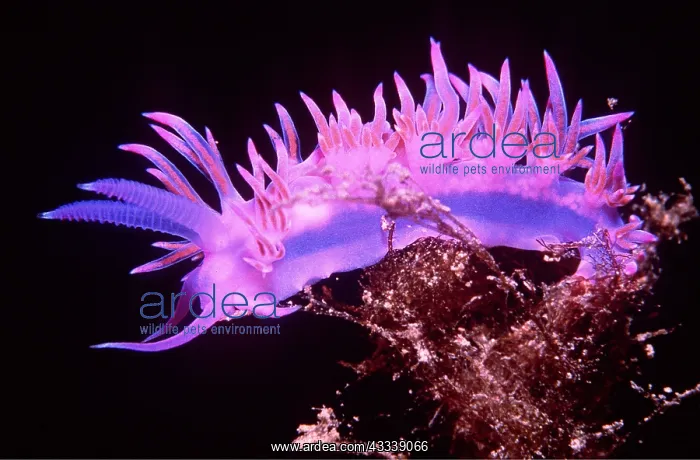 : Nudibranch / Sea Slug - Purple : Nudibranch / Sea Slug - Purple