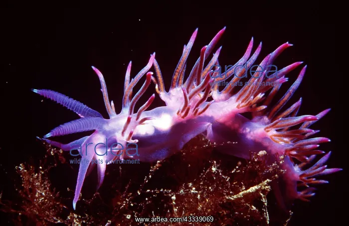 : Nudibranch / Sea Slug - purple : Nudibranch / Sea Slug - purple