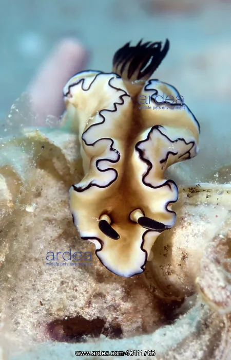 : Nudibranch sp : Nudibranch sp