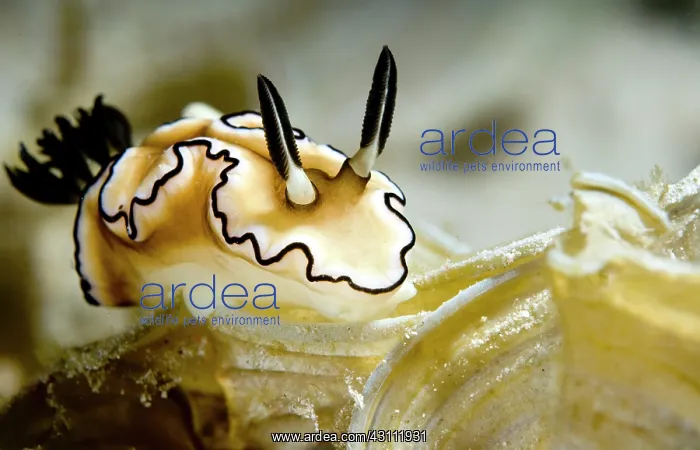 : Nudibranch sp : Nudibranch sp