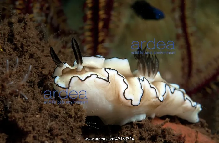 : Nudibranch sp : Nudibranch sp
