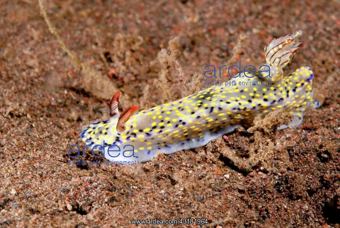 : Nudibranch species : Nudibranch species