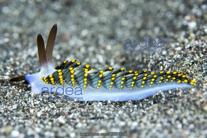: Nudibranch (Trinchesia kanga) on the sand, Lembeh : Nudibranch (Trinchesia kanga) on the sand, Lembeh