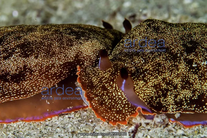 : Nudibranches - mating : Nudibranches - mating