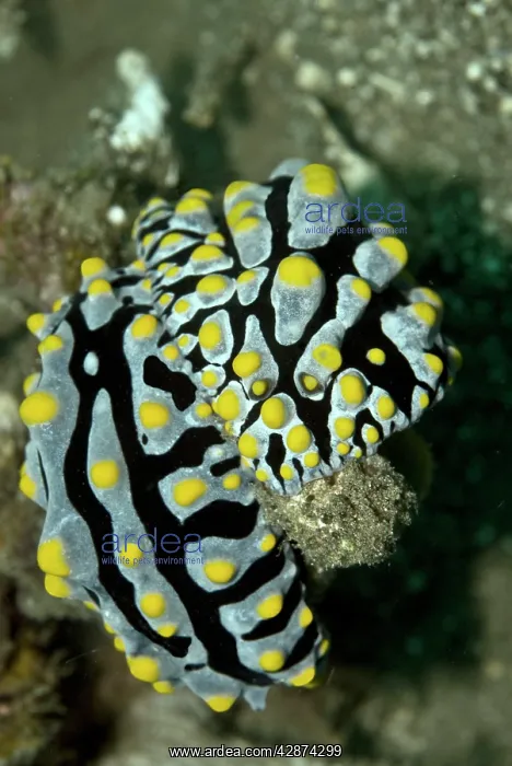  : Nudibranchs mating