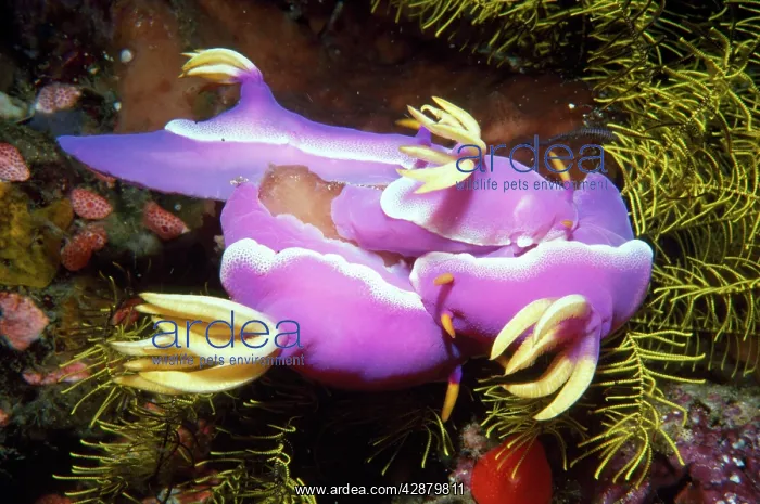 : Nudibranchs - mating : Nudibranchs - mating