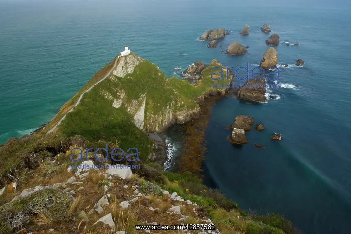 : Nugget Point - sea stacks called nuggets and Nugget : Nugget Point - sea stacks called nuggets and Nugget
