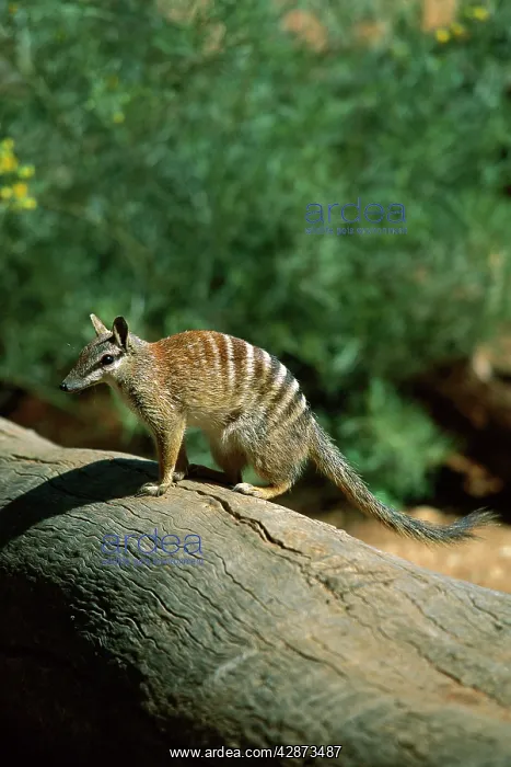 : Numbat (Myrmecobius fasciatus). Southwest Western Australia : Numbat (Myrmecobius fasciatus). Southwest Western Australia