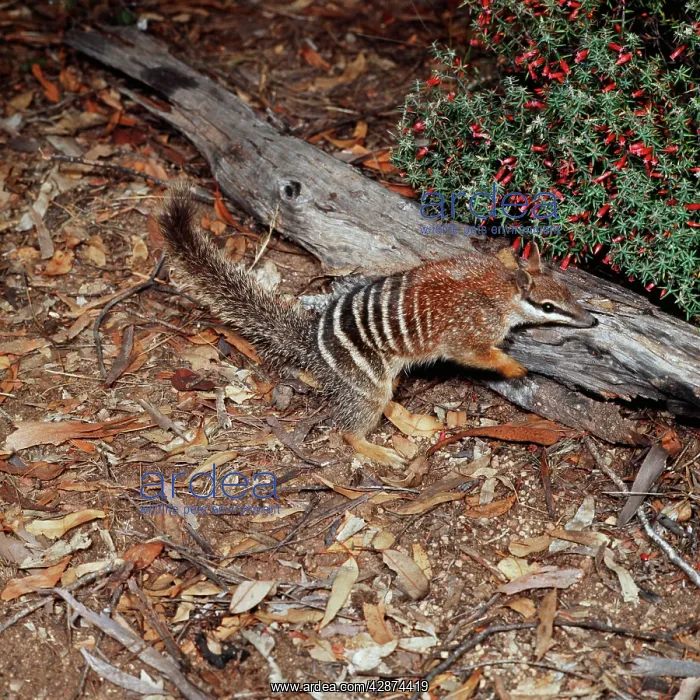 : Numbat (Myrmecobius fasciatus). Australia : Numbat (Myrmecobius fasciatus). Australia